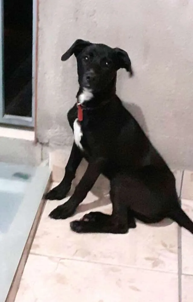 Cachorro ra a  idade 1 ano nome Milla 