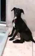 Milla
