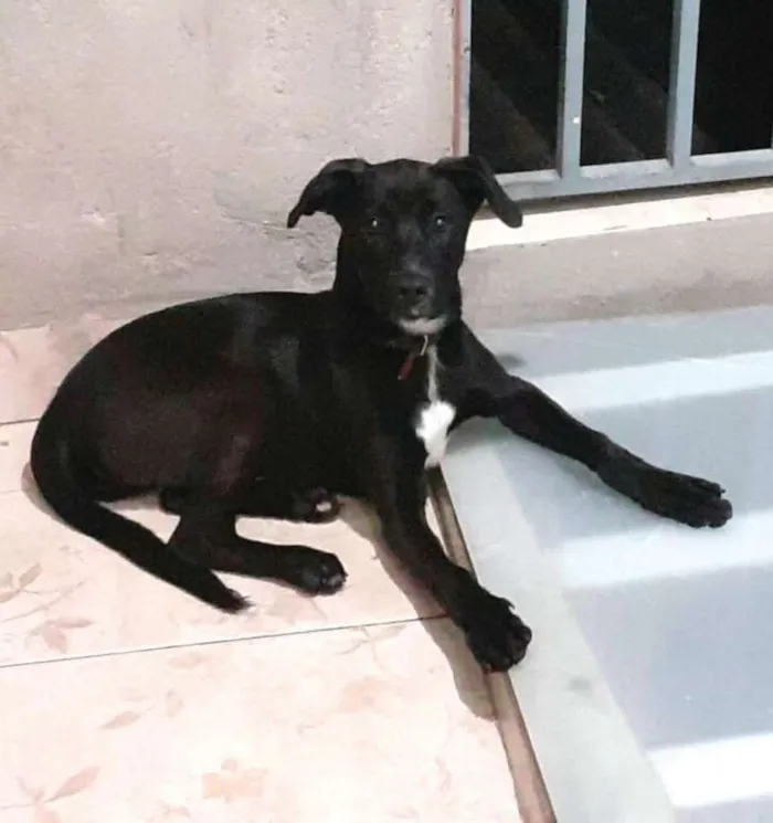 Cachorro ra a  idade 1 ano nome Milla 