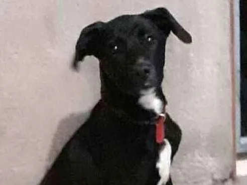 Cachorro ra a  idade 1 ano nome Milla 