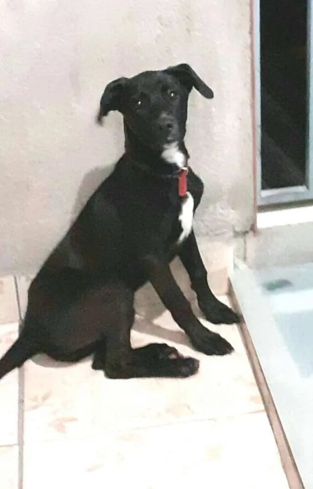Cachorro ra a  idade 1 ano nome Milla 