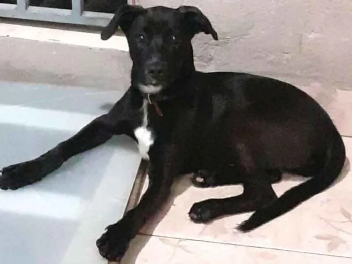 Cachorro ra a  idade 1 ano nome Milla 