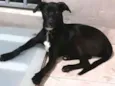 Milla