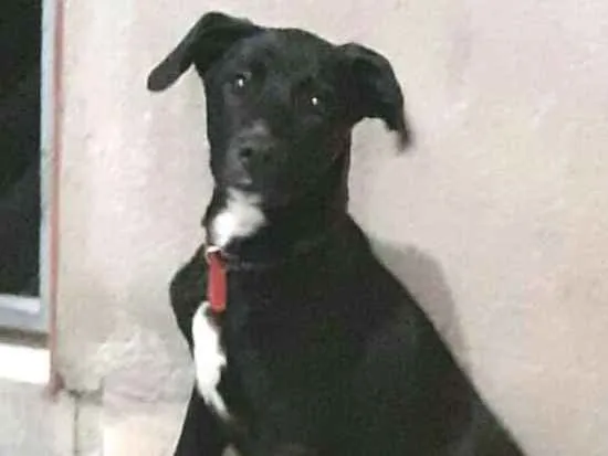 Cachorro ra a  idade 1 ano nome Milla 