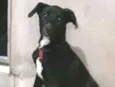 Milla