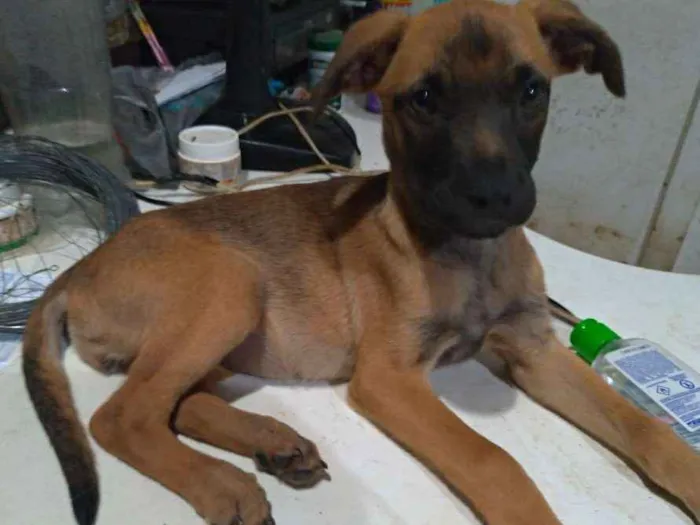 Cachorro ra a SRD idade 2 a 6 meses nome Ariel