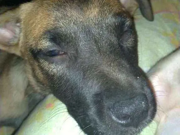 Cachorro ra a SRD idade 2 a 6 meses nome Ariel