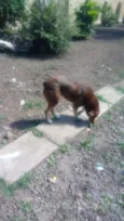Mel