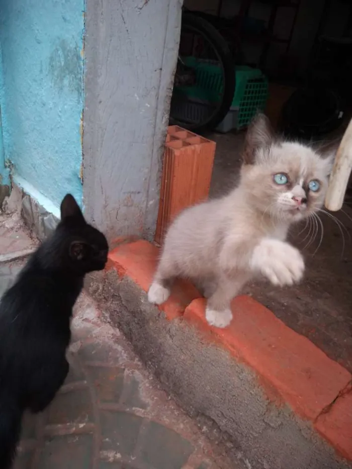 Gato ra a Mestiços idade 2 a 6 meses nome Fofuras