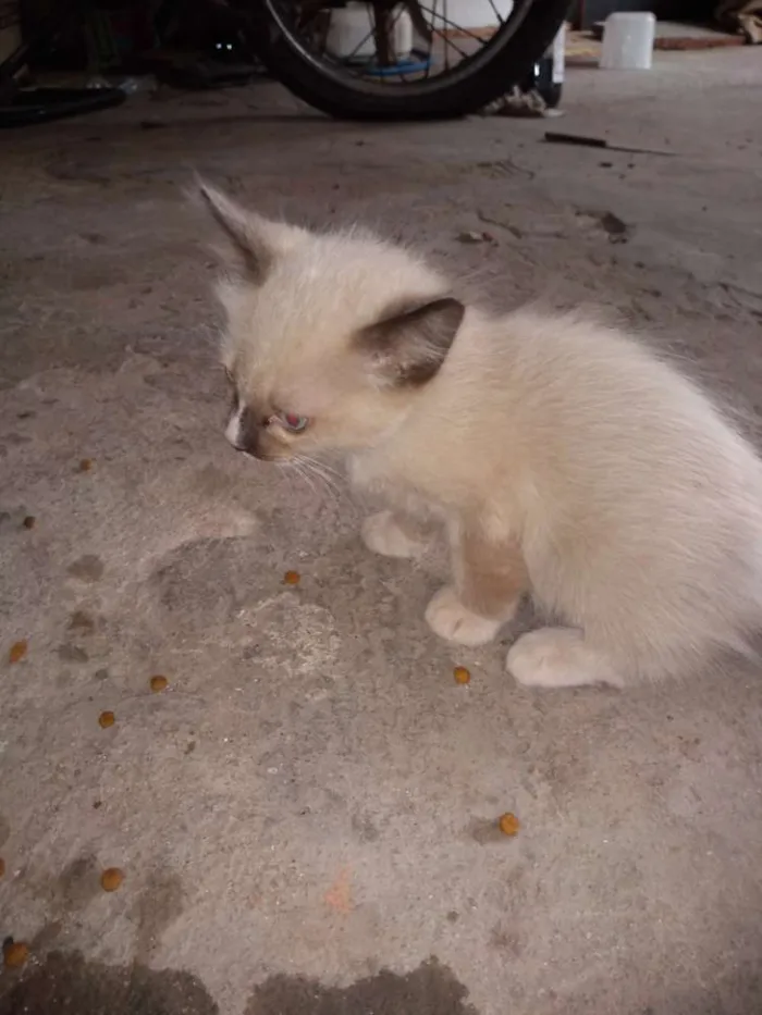 Gato ra a Mestiços idade 2 a 6 meses nome Fofuras