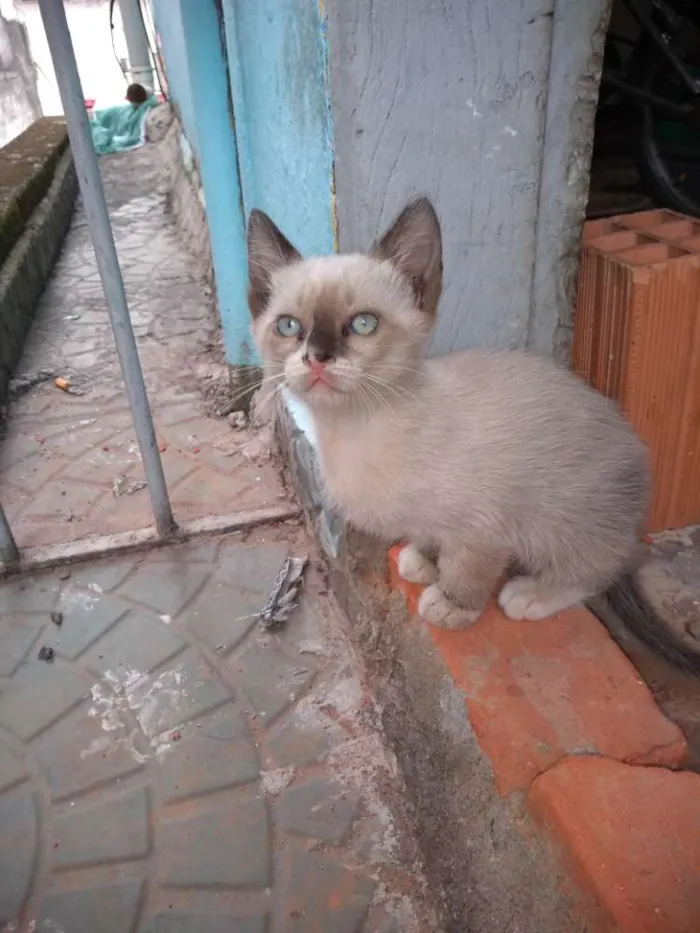 Gato ra a Mestiços idade 2 a 6 meses nome Fofuras