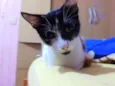 Mimi