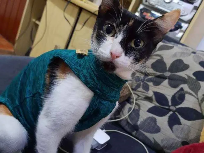 Gato ra a SRD idade 1 ano nome Mimi