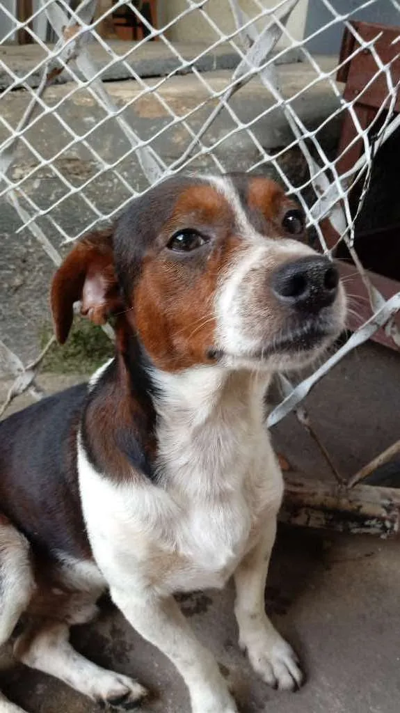 Cachorro ra a Vira-lata idade 4 anos nome Nao tem