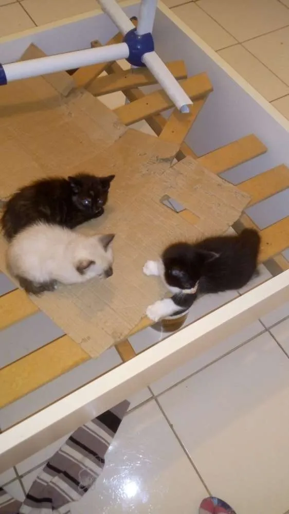 Gato ra a Indeferido idade 2 a 6 meses nome Filhote