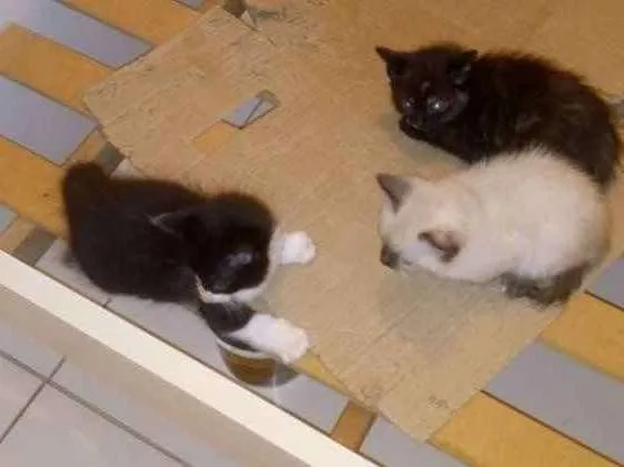 Gato ra a Indeferido idade 2 a 6 meses nome Filhote