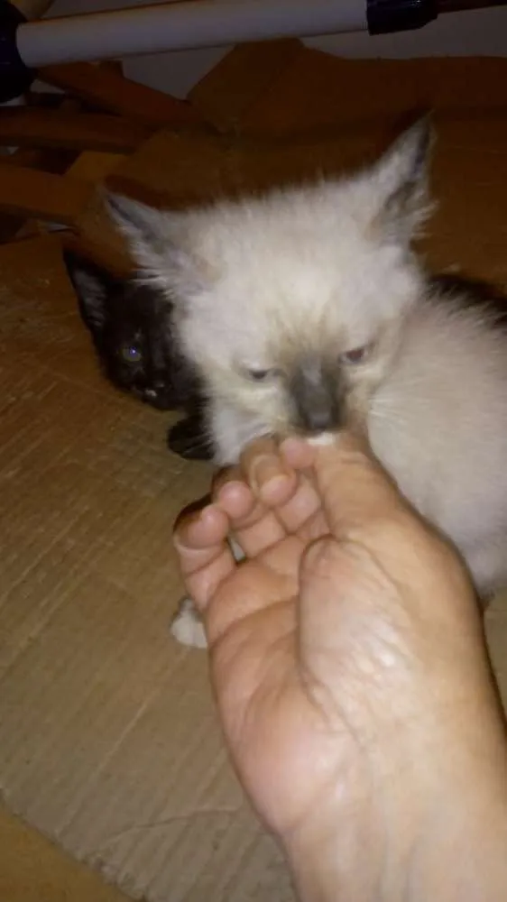 Gato ra a Indeferido idade 2 a 6 meses nome Filhote