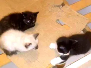 Gato raça Indeferido idade 2 a 6 meses nome Filhote
