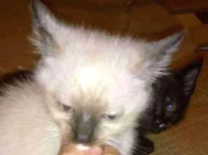 Gato ra a Indeferido idade 2 a 6 meses nome Filhote