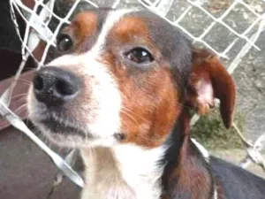 Cachorro raça Vira-lata idade 4 anos nome Nao tem