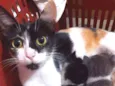 Mimi