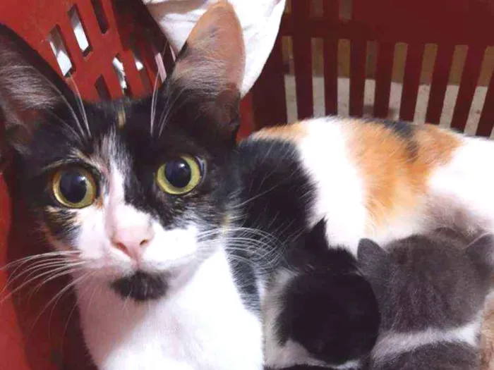 Gato ra a SRD idade 1 ano nome Mimi