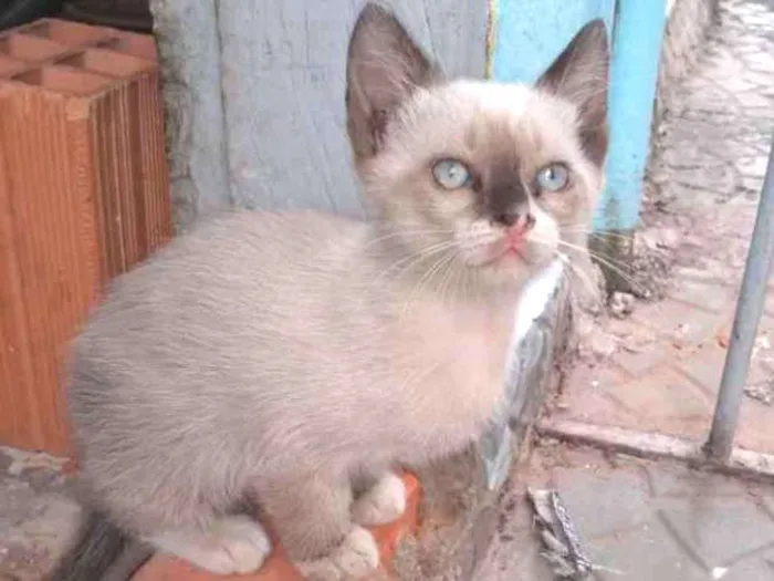 Gato ra a Mestiços idade 2 a 6 meses nome Fofuras