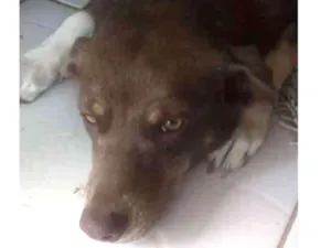 Cachorro raça Vira lata idade 2 anos nome Mel