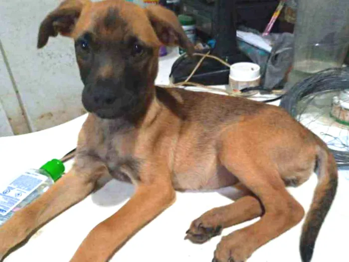 Cachorro ra a SRD idade 2 a 6 meses nome Ariel