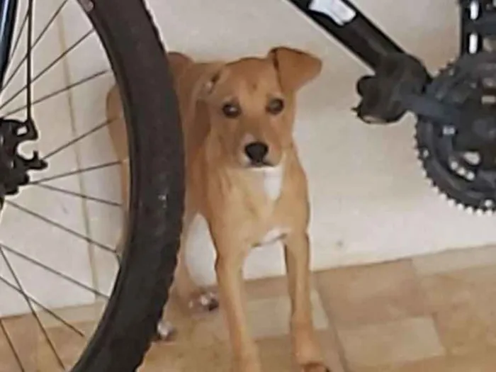 Cachorro ra a Vira lata idade Abaixo de 2 meses nome Amora