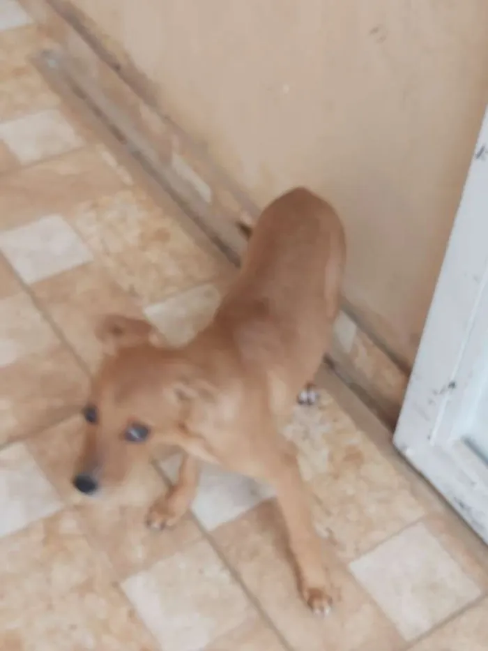 Cachorro ra a Vira lata idade 2 a 6 meses nome Amora