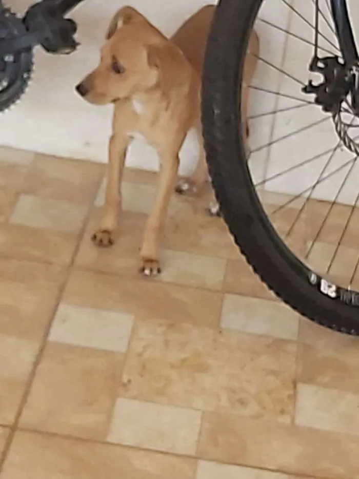 Cachorro ra a Vira lata idade 2 a 6 meses nome Amora