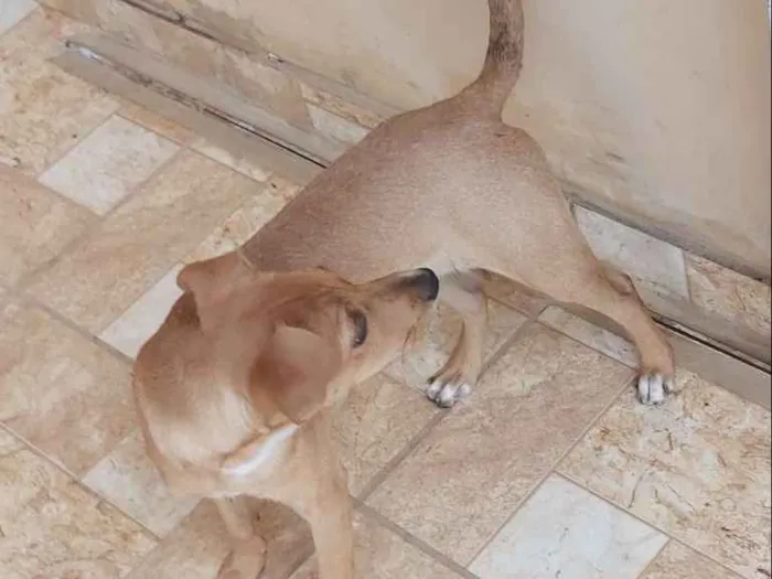 Cachorro ra a Vira lata idade 2 a 6 meses nome Amora