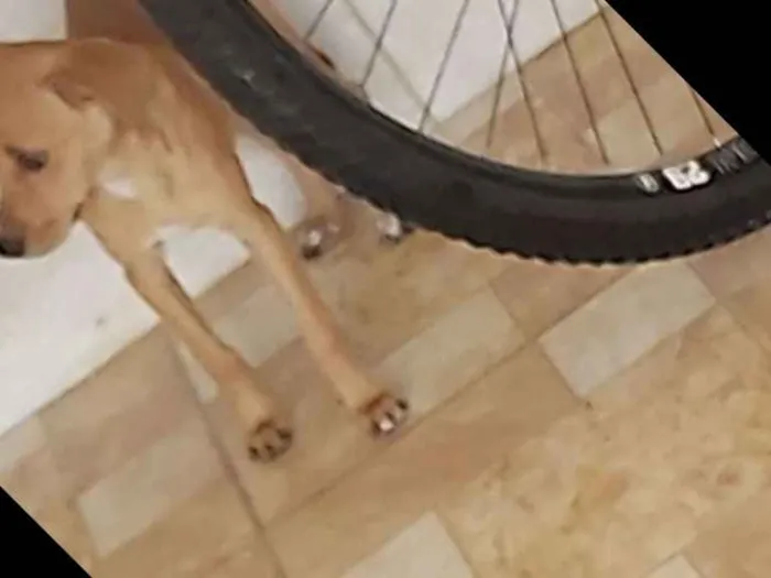 Cachorro ra a Vira lata idade 2 a 6 meses nome Amora