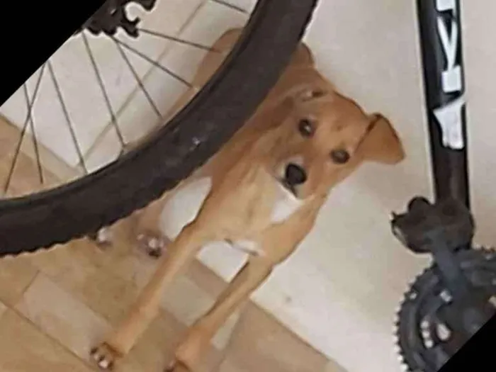 Cachorro ra a Vira lata idade 2 a 6 meses nome Amora