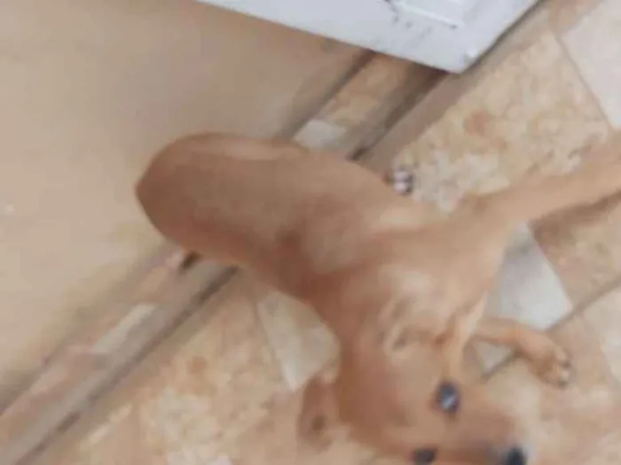 Cachorro ra a Vira lata idade 2 a 6 meses nome Amora