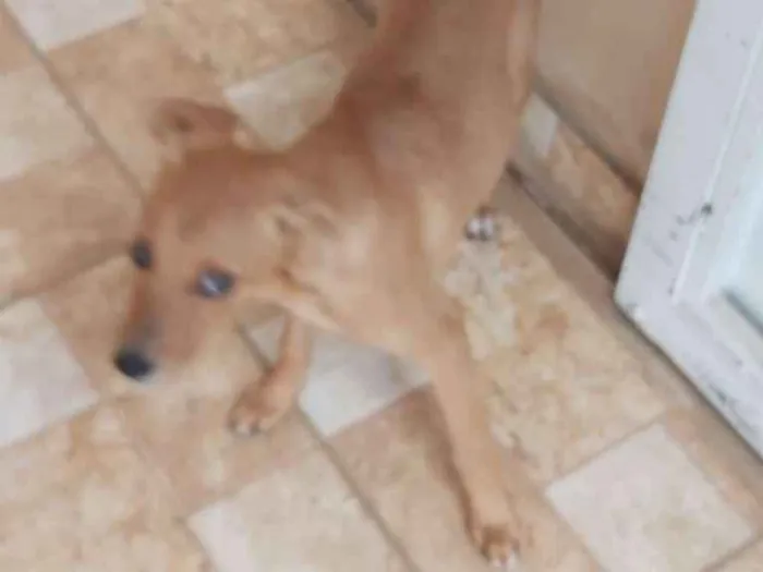 Cachorro ra a Vira lata idade 2 a 6 meses nome Amora