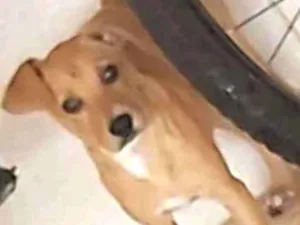 Cachorro raça Vira lata idade 2 a 6 meses nome Amora