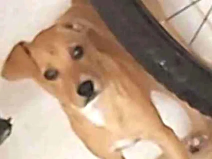 Cachorro ra a Vira lata idade 2 a 6 meses nome Amora