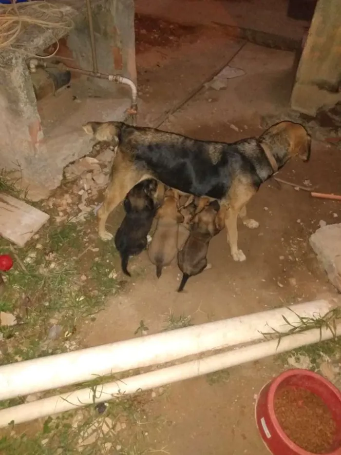 Cachorro ra a Mestiço idade 2 a 6 meses nome Sem nome