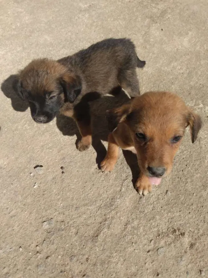 Cachorro ra a Mestiço idade 2 a 6 meses nome Sem nome