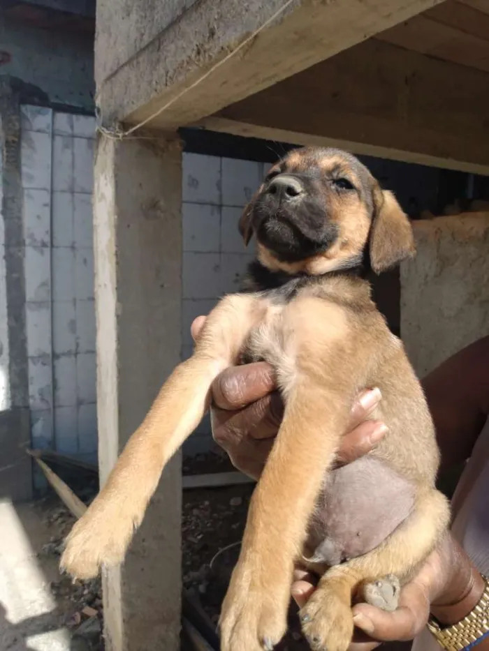 Cachorro ra a Mestiço idade 2 a 6 meses nome Sem nome