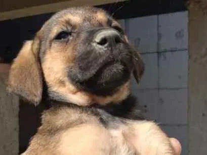 Cachorro ra a Mestiço idade 2 a 6 meses nome Sem nome