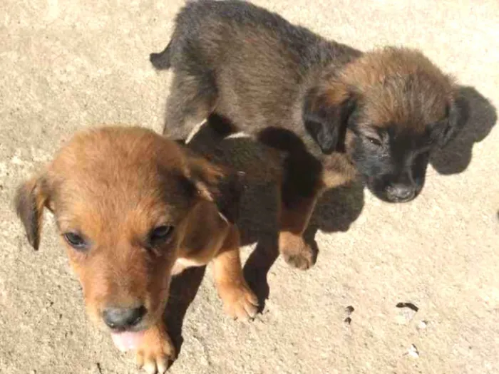 Cachorro ra a Mestiço idade 2 a 6 meses nome Sem nome