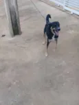 Simba