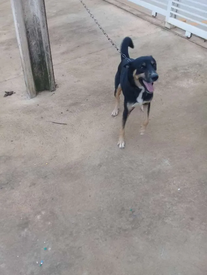 Cachorro raça Husk  idade 2 anos nome Simba