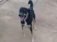 Simba