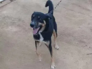 Cachorro raça Husk  idade 2 anos nome Simba