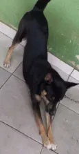 Simba