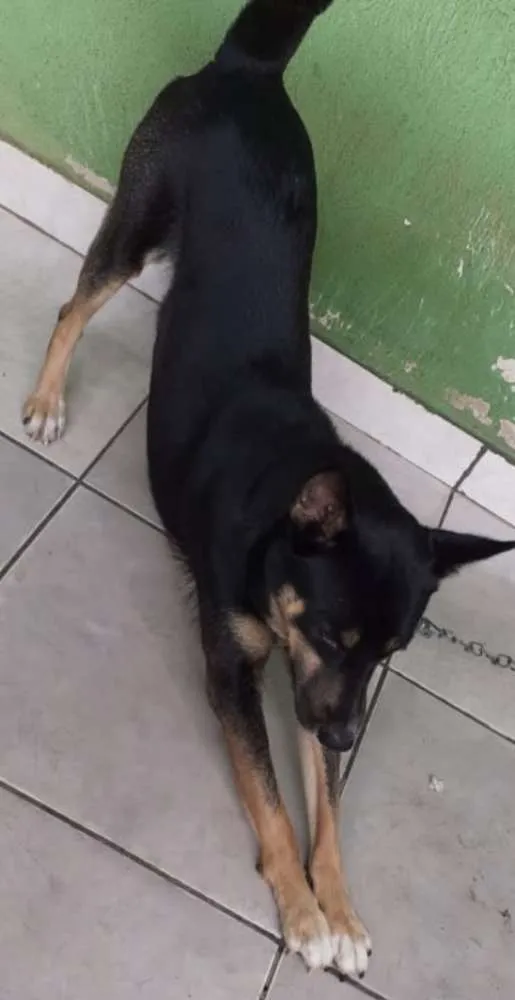 Cachorro raça Husk  idade 3 anos nome Simba